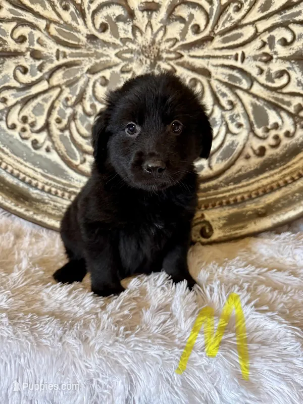 Golden Aussie- Yellow Collar – Australian Shepherd, Golden Retriever puppy for sale in Hope, AR