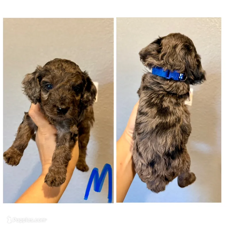 F1b Cockapoo- Blue Collar – Cockapoo puppy for sale in Hope, AR