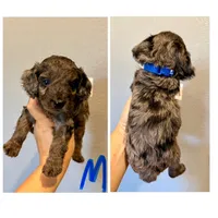 F1b Cockapoo- Blue Collar, a male Cockapoo for sale in Hope, AR – 1 of 1