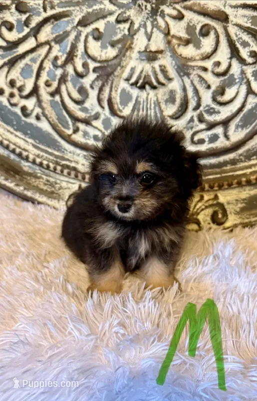 Pomapoo- Green Collar (R)  – Pomapoo, Pomeranian puppy for sale in Hope, AR