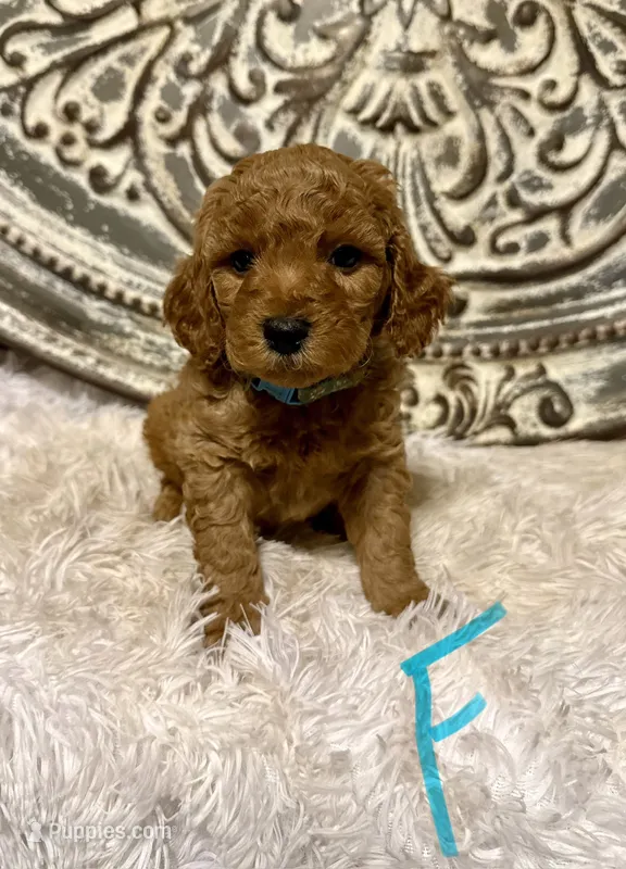 Mini Goldendoodle- Turquoise  – Miniature Goldendoodle puppy for sale in Hope, AR