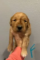 Golden Retriever-Turq Collar, a female Golden Retriever for sale in Hope, AR – Photo 1 of 2