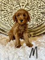 Black Collar , a male Miniature Goldendoodle for sale in Hope, AR – 1 of 3