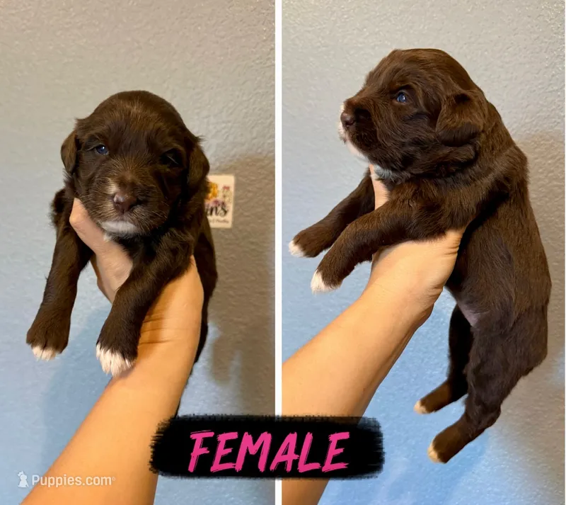 Golden Aussiedoodle- Pink Collar – Australian Shepherd, Miniature Goldendoodle puppy for sale in Hope, AR