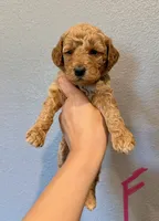 Mini Goldendoodle- Pink Collar, a female Miniature Goldendoodle for sale in Hope, AR – 1 of 1