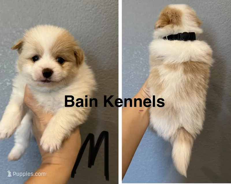 Pomeranian- Black Collar – Pomeranian puppy for sale in Hope, AR