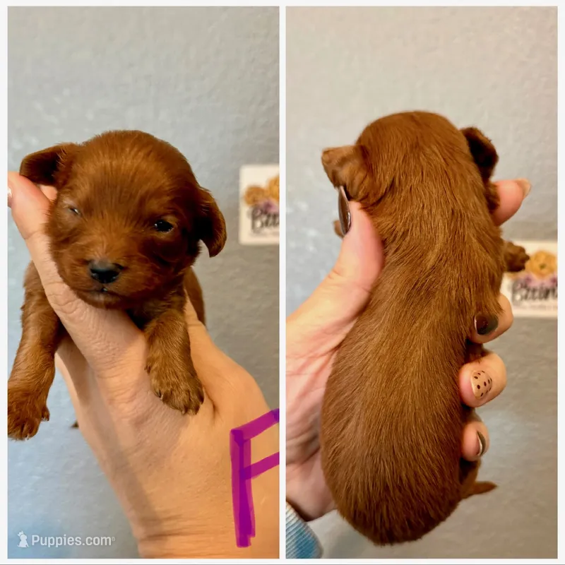Cavapoo-Purple Collar – Cavapoo puppy for sale in Hope, AR