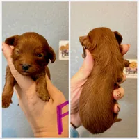 Cavapoo-Purple Collar, a female Cavapoo for sale in Hope, AR – 1 of 1