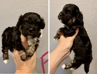 Shihpoo (pink collar) , a female Shihpoo for sale in Hope, AR – 1 of 1