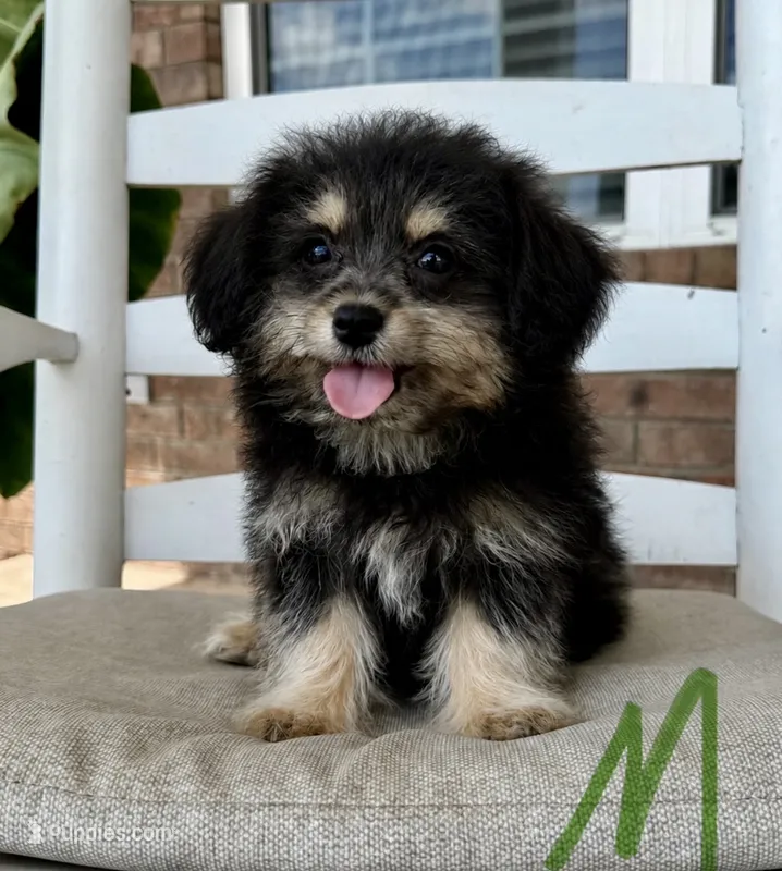 Pomapoo- Green Collar (R)  – Pomapoo, Pomeranian puppy for sale in Hope, AR