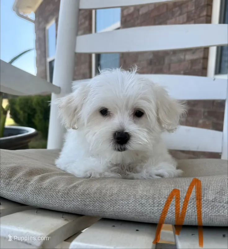 Maltese-Orange Collar – Maltese puppy for sale in Hope, AR