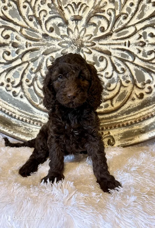 Mini Goldendoodle- Chocolate – Miniature Goldendoodle puppy for sale in Hope, AR