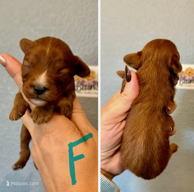 Cavapoo-Turquoise Collar – Cavapoo puppy for sale in Hope, AR