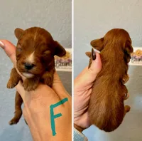 Cavapoo-Turquoise Collar, a female Cavapoo for sale in Hope, AR – 1 of 1