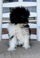 **DISCOUNTED** Pomapoo- Yellow Collar, a male Pomapoo and Pomeranian for sale in Hope, AR – 3 of 6