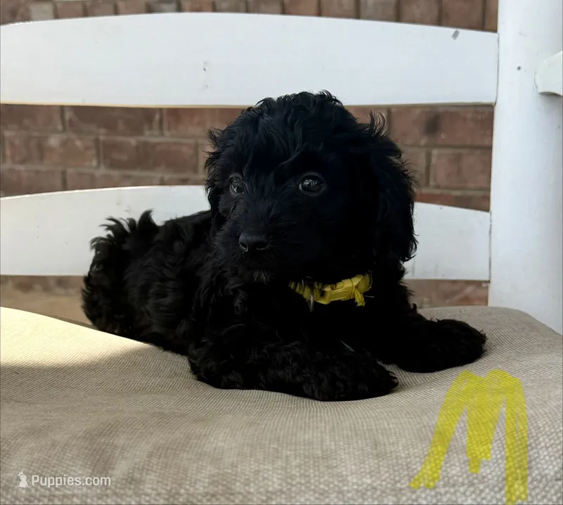 F1b Cockapoo- Yellow Collar – Cockapoo puppy for sale in Hope, AR