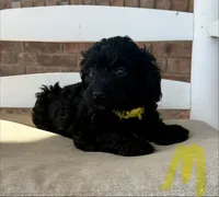 F1b Cockapoo- Yellow Collar, a male Cockapoo for sale in Hope, AR – 1 of 2