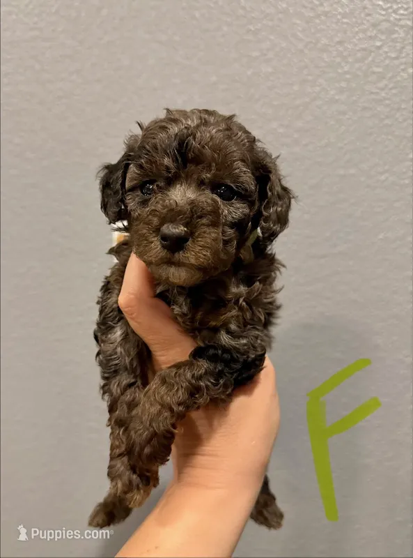 Cockapoo- Lime Green Collar – Cockapoo puppy for sale in Hope, AR