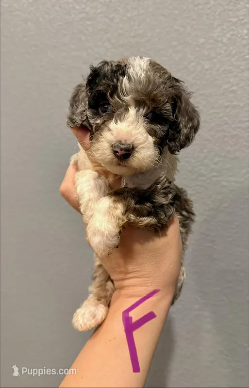 Cockapoo- Purple Collar – Cockapoo puppy for sale in Hope, AR