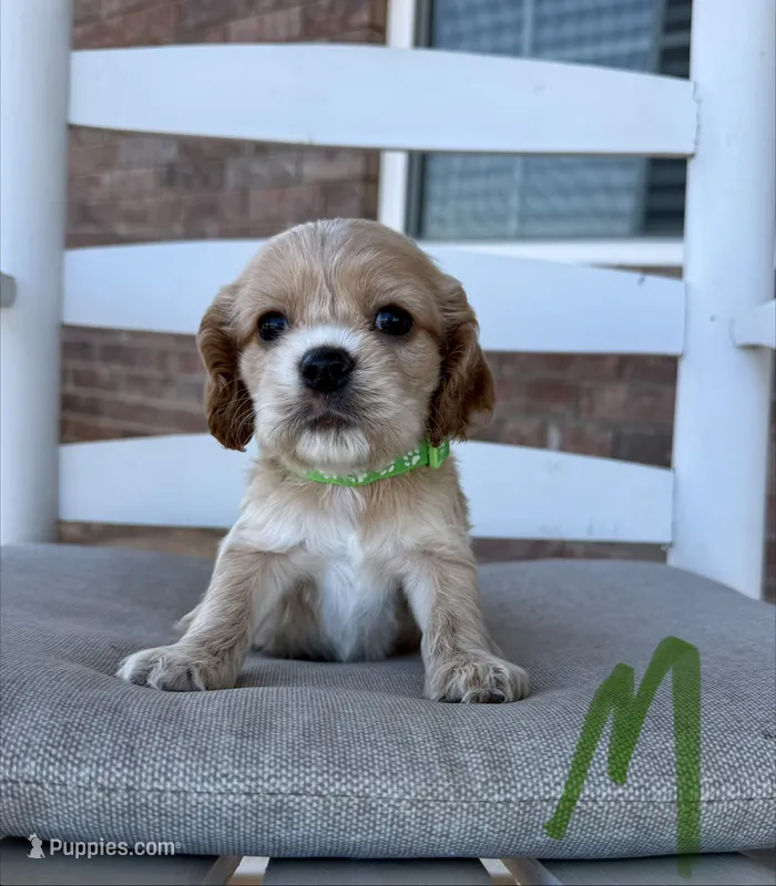 Cocker Spaniel- Green Collar – Cocker Spaniel puppy for sale in Hope, AR