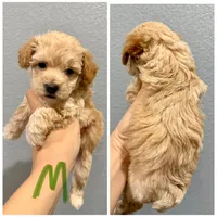 Toy Poodle- Green Collar, a male Poodle - Toy  for sale in Hope, AR – 1 of 1