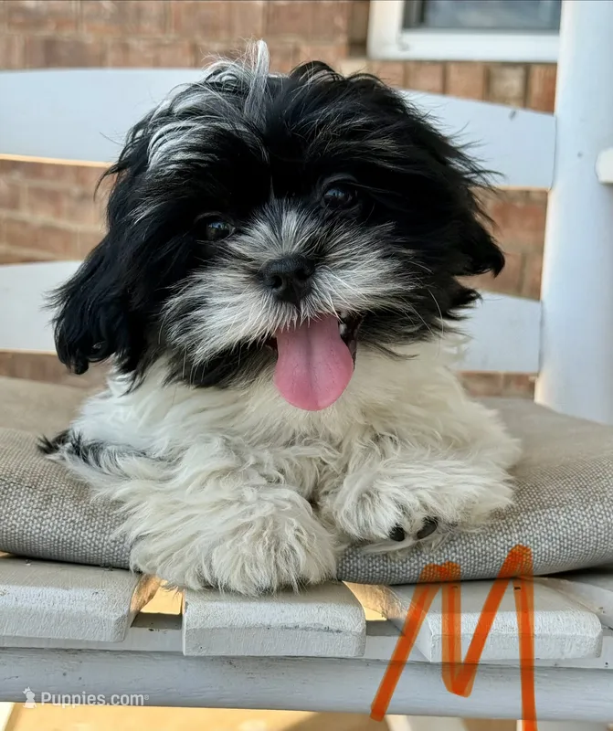 **DISCOUNTED** Malshi- Orange Collar – Shih Tzu, Mal Shi puppy on hold in Hope, AR