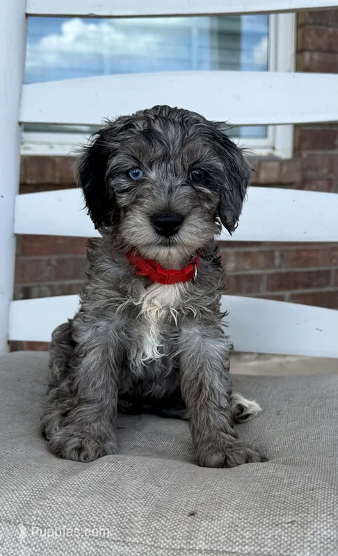 F1b Cockapoo- Red Collar – Cockapoo puppy for sale in Hope, AR