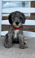 F1b Cockapoo- Red Collar, a male Cocker Spaniel and Poodle - Miniature  for sale in Hope, AR – 1 of 2