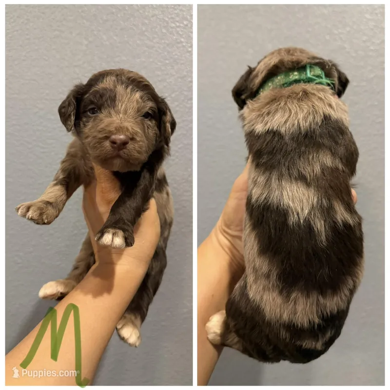 Aussiedoodle-Green Collar  – Aussiedoodle puppy for sale in Hope, AR
