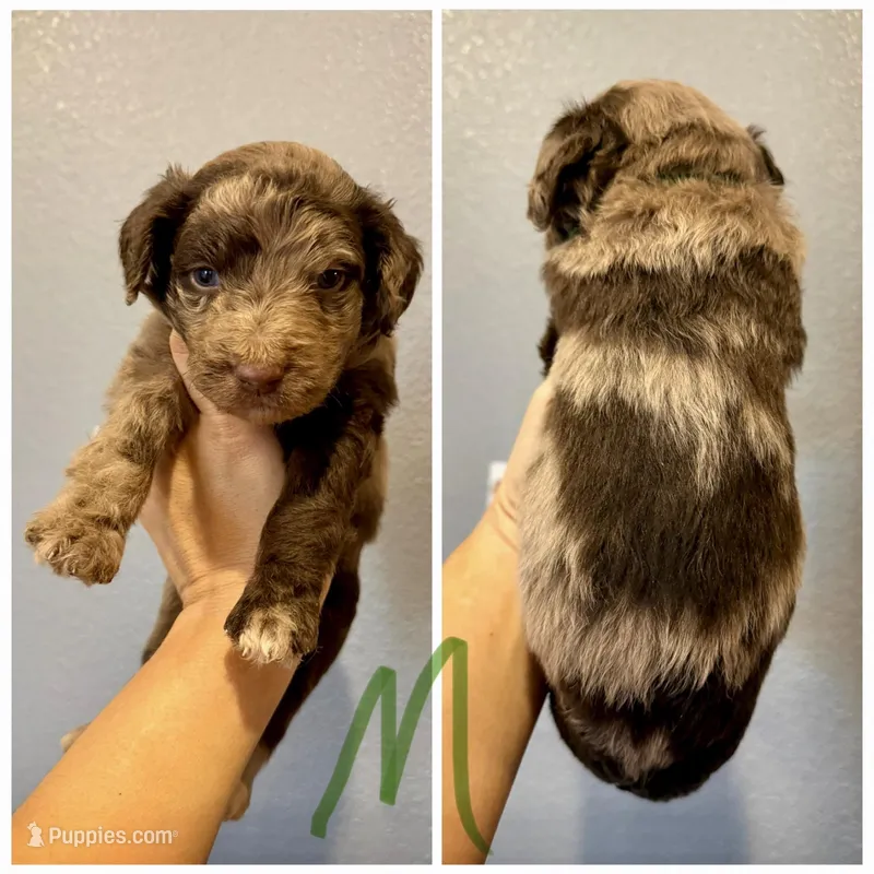Aussiedoodle-Green Collar  – Aussiedoodle puppy for sale in Hope, AR