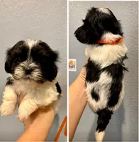 Malshi- Orange Collar, a male Shih Tzu and Mal Shi for sale in Hope, AR – 1 of 1