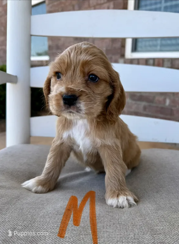 Cocker Spaniel- Orange Collar – Cocker Spaniel puppy for sale in Hope, AR