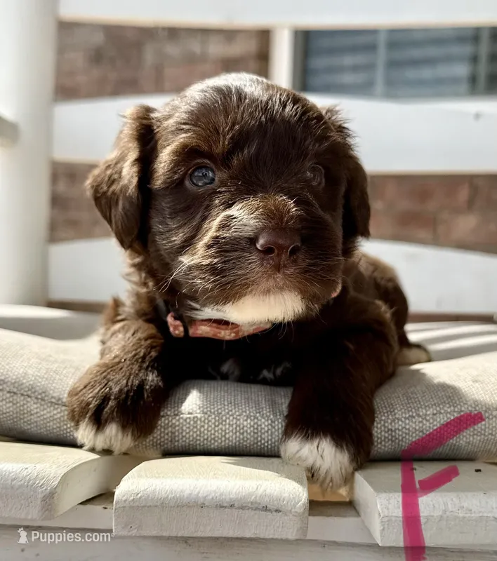 Golden Aussiedoodle- Pink Collar – Australian Shepherd, Miniature Goldendoodle puppy for sale in Hope, AR