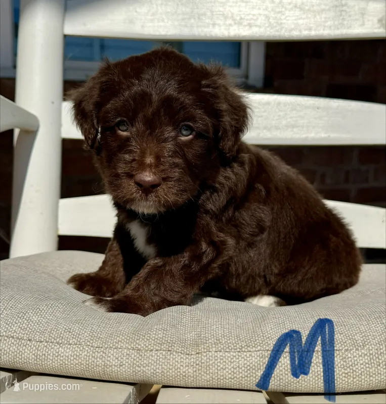Golden Aussiedoodle- Blue Collar – Australian Shepherd, Miniature Goldendoodle puppy for sale in Hope, AR