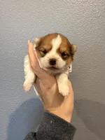 Pom-Pink Collar, a female Pomeranian for sale in Hope, AR – Photo 2 of 2