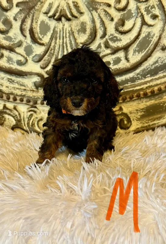Toy/Mini Goldendoodle-Orange Collar – Miniature Goldendoodle puppy for sale in Hope, AR