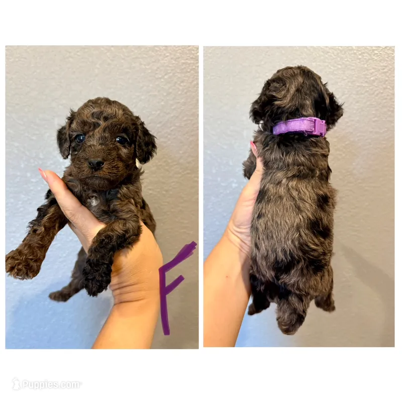 F1b Cockapoo- Purple Collar – Cockapoo puppy for sale in Hope, AR