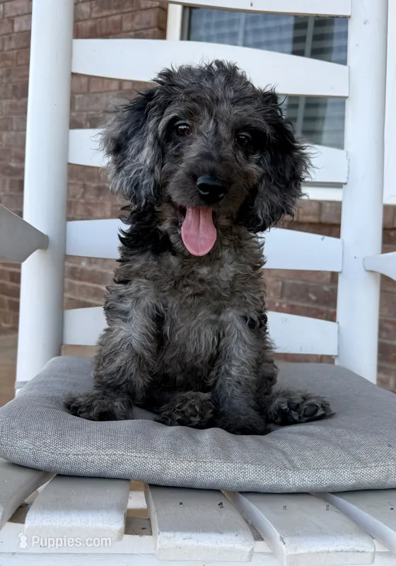 F1b Cockapoo- Blue Collar – Cocker Spaniel, Poodle - Miniature  puppy for sale in Hope, AR