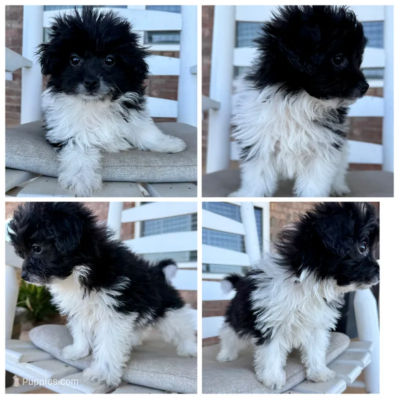 Pomapoo- Yellow Collar – Pomapoo, Pomeranian puppy for sale in Hope, AR