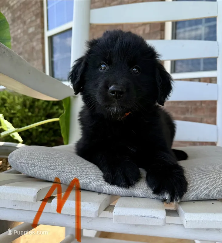 Golden Aussie-Orange Collar – Australian Shepherd, Golden Retriever puppy for sale in Hope, AR