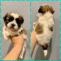 Malshi- Black Collar, a male Mal Shi for sale in Hope, AR – 2 of 2