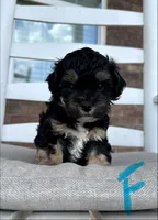 Shihpoo (turquoise collar) , a female Shih Tzu and Poodle - Miniature  for sale in Hope, AR – 1 of 2