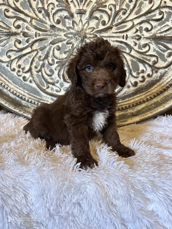 Standard Aussiedoodle- Pink Collar  – Aussiedoodle puppy for sale in Hope, AR