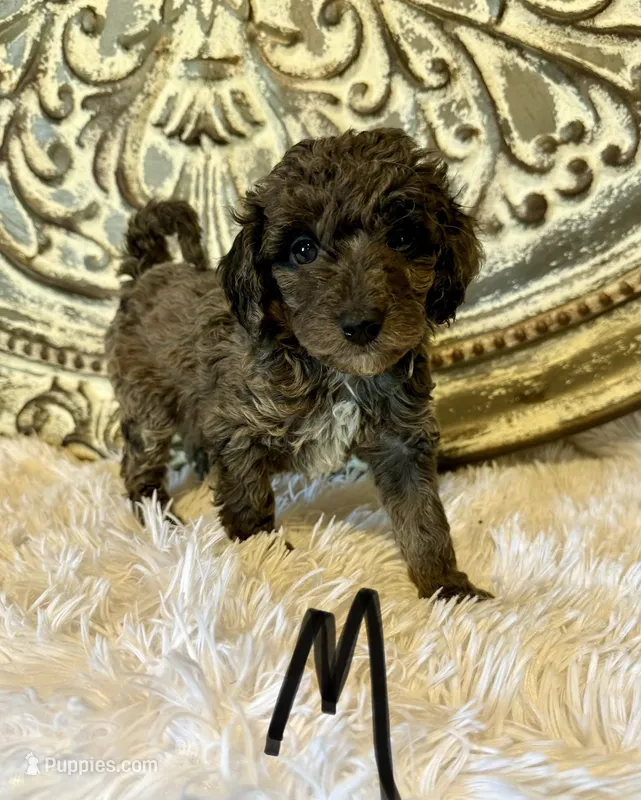 Toy/Mini Goldendoodle- Black Collar  – Goldendoodle, Miniature Goldendoodle puppy for sale in Hope, AR