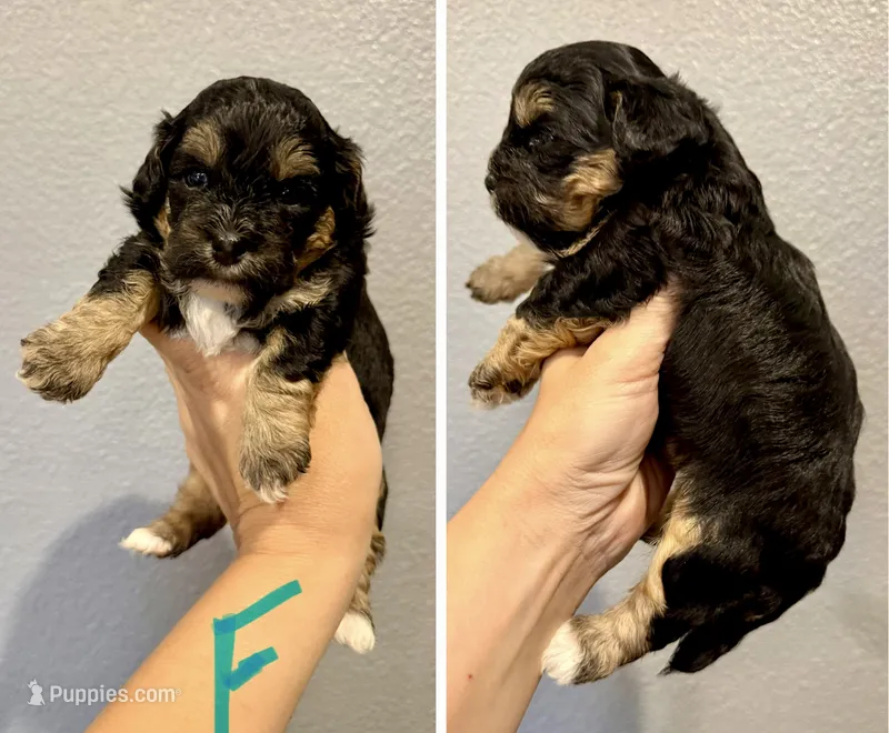 Shihpoo (turquoise collar)  – Shihpoo puppy for sale in Hope, AR
