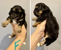 Shihpoo (turquoise collar) , a female Shihpoo for sale in Hope, AR – 1 of 1