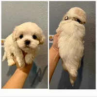 Malshi-Gray Collar, a male Shih Tzu and Mal Shi for sale in Hope, AR – 1 of 1