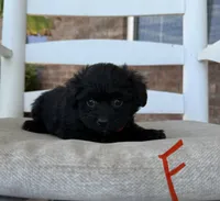 Pomapoo- Red Collar , a female Pomapoo for sale in Hope, AR – 1 of 1
