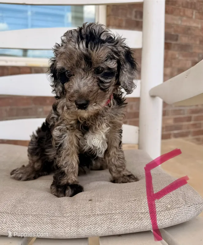 F1b Cockapoo- Pink Collar – Cockapoo puppy for sale in Hope, AR