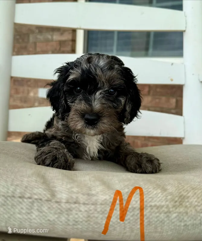 Cockapoo- Orange Collar – Cockapoo, Cocker Spaniel puppy for sale in Hope, AR